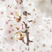 りりの画像