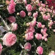 まるまる