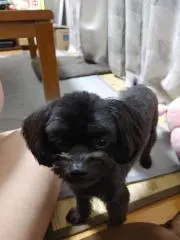ふうの画像