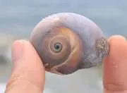 まめもちの画像