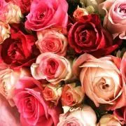 かなでの画像