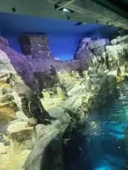 きのこ