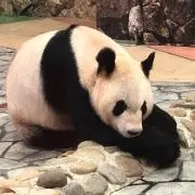 ちゃかぼ