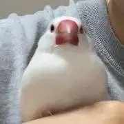 おちゅん