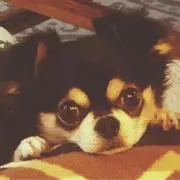 たか