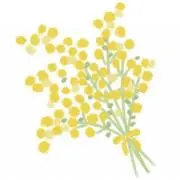 mimozaの画像