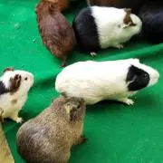 あおいの画像
