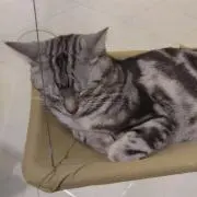 ミサヤの画像