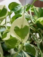 Flower＊プロフ必読お願いです＊の画像