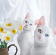Nicaの画像