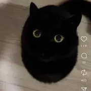 どんぐりめの画像