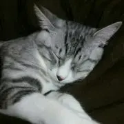 ミント