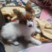 すみちゃんの画像