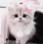 ひすかの画像