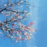 みんみんの画像