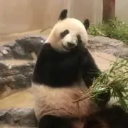 あられの画像