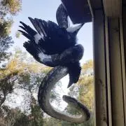 Aの画像