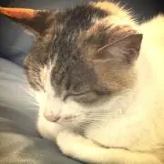 ゆきおの画像