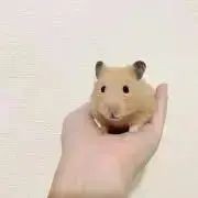 はむすけ