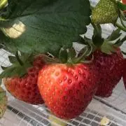 きょん
