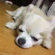 KIMUの画像