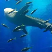☆くまさる☆