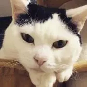 macco azuの画像
