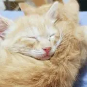 ネオの部屋の画像