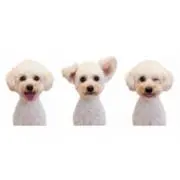 TetoKikiSheetaYupaの画像