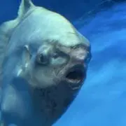なんちゃの画像