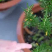 こはる