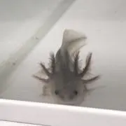 ぽーきー