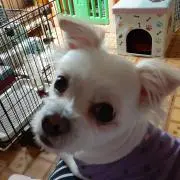 サクラ