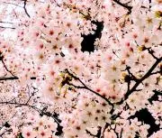 SAKURAの画像
