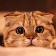 みさの画像