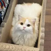 RARAの画像
