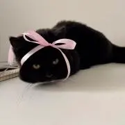 黒猫の画像