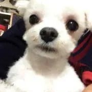わびの画像