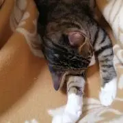 シナモンの画像