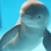 sunameripapaの画像