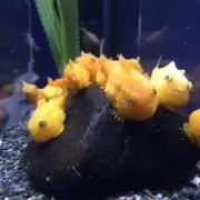 しらふの画像