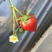 えいみぃの画像