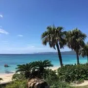 コアラ