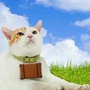 にゃらん