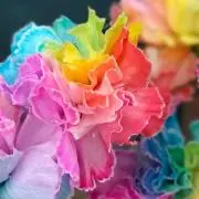 ぱりも