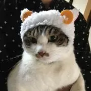 ともちゃんの画像