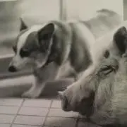 kin