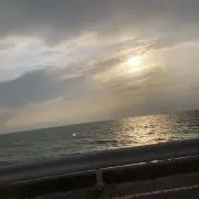 リッキーの画像