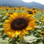 さおひの画像