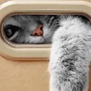 くっくの画像